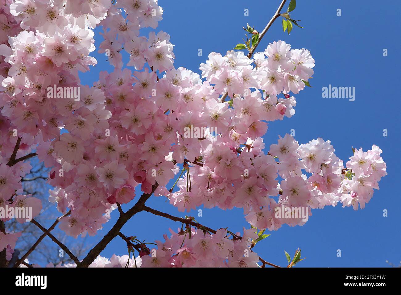 Prunus ‘„Accolade“ Accolade Kirschblüte – halbdoppelte rosa und weiße Blüten, März, England, Großbritannien Stockfoto