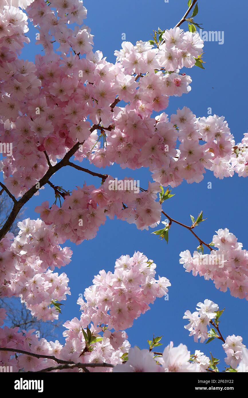 Prunus ‘„Accolade“ Accolade Kirschblüte – halbdoppelte rosa und weiße Blüten, März, England, Großbritannien Stockfoto