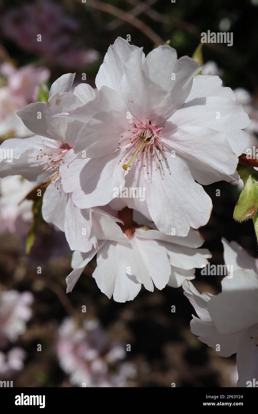 Prunus ‘„Accolade“ Accolade Kirschblüte – halbdoppelte rosa und weiße Blüten, März, England, Großbritannien Stockfoto