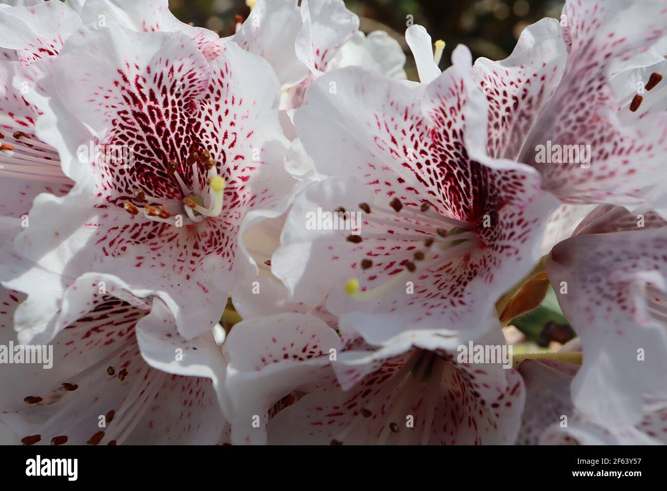 Rhododendron 'James Mason' weiße Blüten mit tiefem Pflaumenfleck, März, England, UK Stockfoto