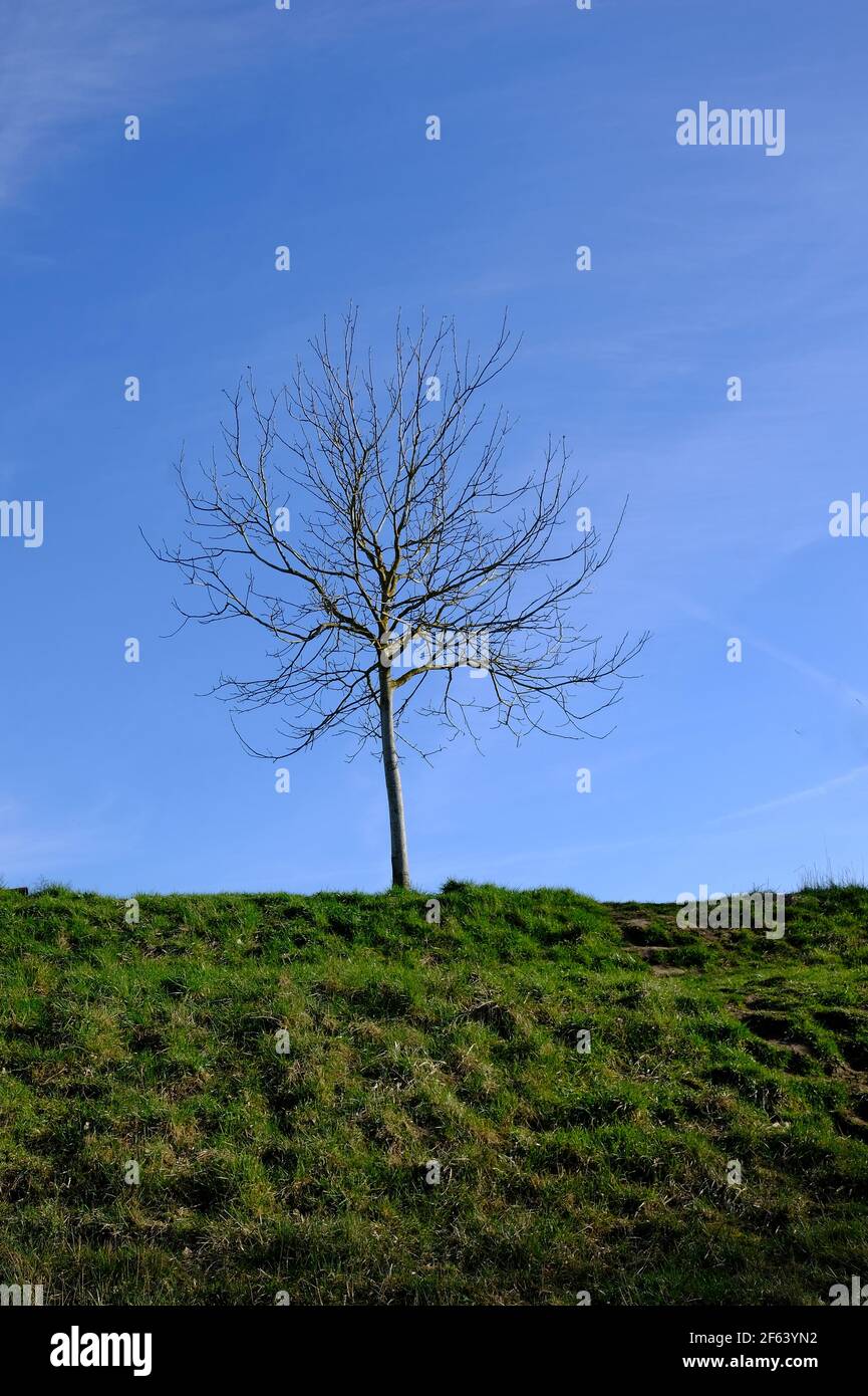 Ein einsamer, blattloser Baum mit einem blauen Himmel im Hintergrund Stockfoto