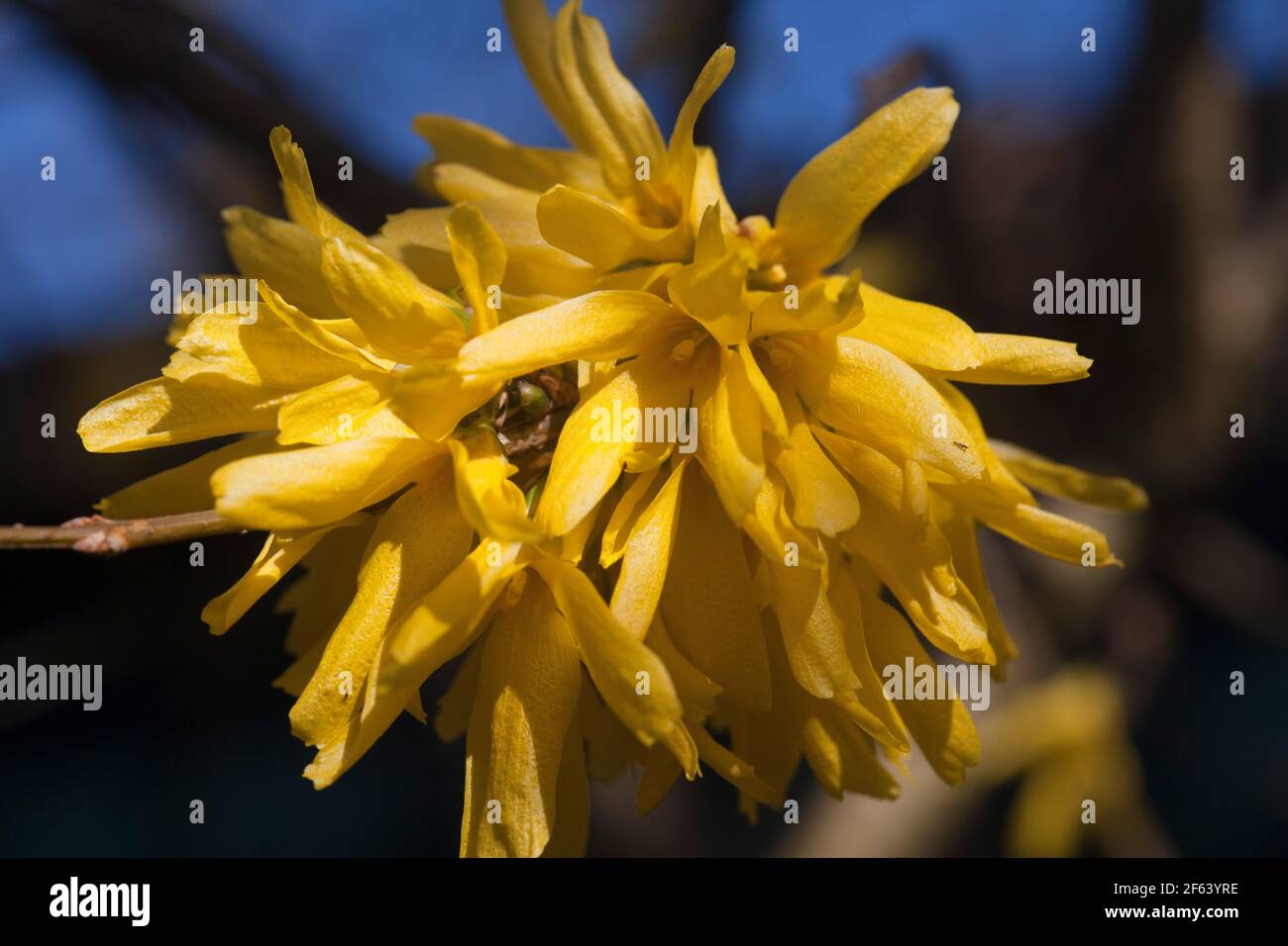 Sonnendurchflutete Frühlingsblumen gelbe Narzissen Yorkshire UK Stockfoto