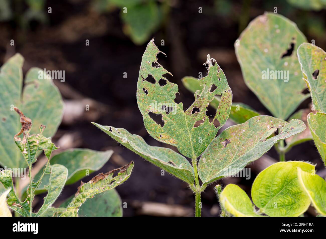 Nahaufnahme von Sojabohnenblättern mit chemischen Herbizidschäden. Konzept der Landwirtschaft, Unkrautbekämpfung, Ertragsverlust. Stockfoto