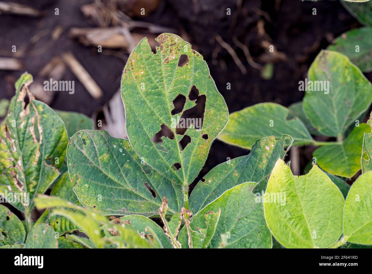 Nahaufnahme von Sojabohnenblättern mit chemischen Herbizidschäden. Konzept der Landwirtschaft, Unkrautbekämpfung, Ertragsverlust. Stockfoto