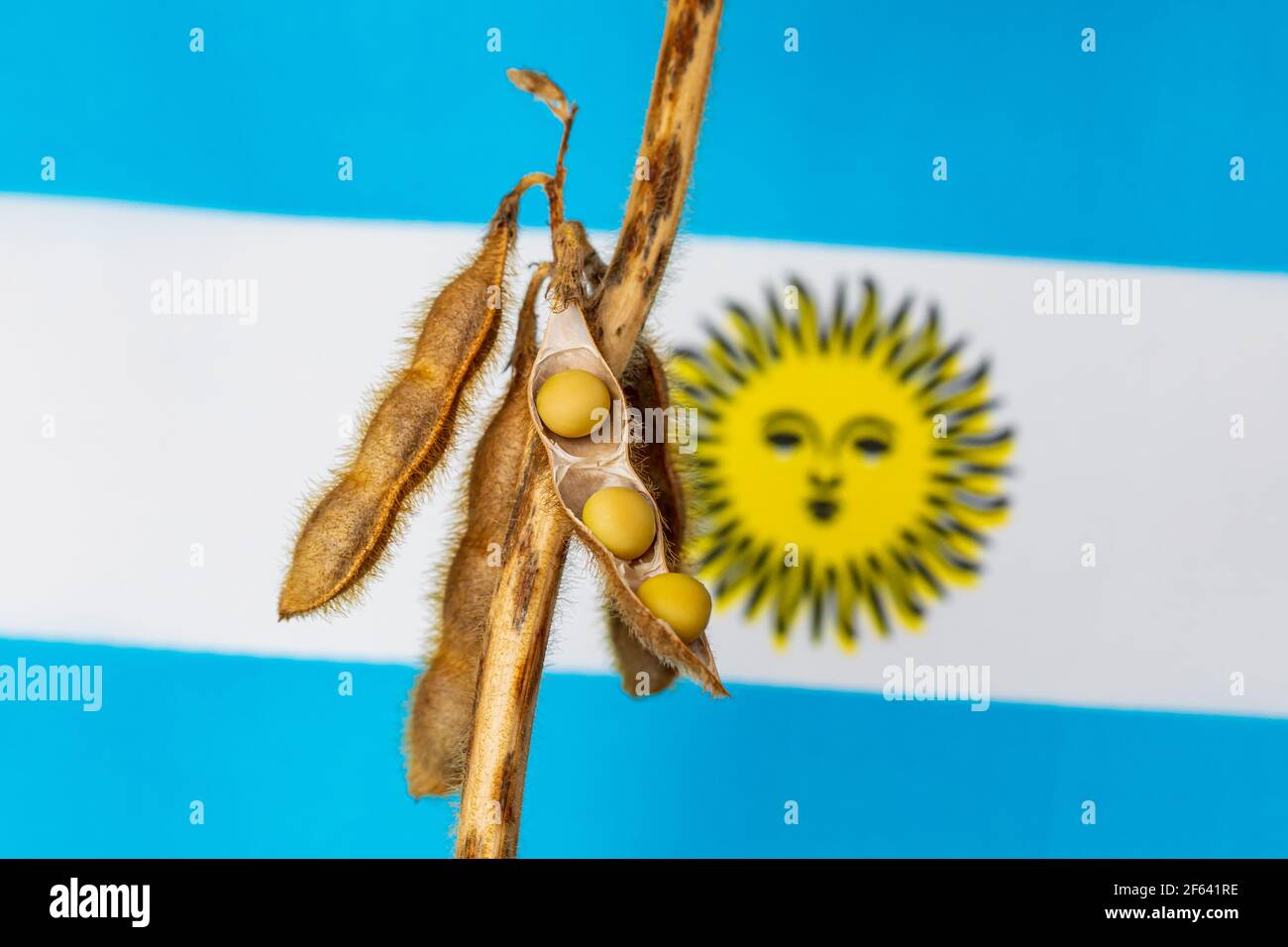 Sojabohnenschote und Pflanze nach argentinischer Flagge. Sojabohnenhandel, -Importe, -Exporte und -landwirtschaftlicher Ansatz. Stockfoto