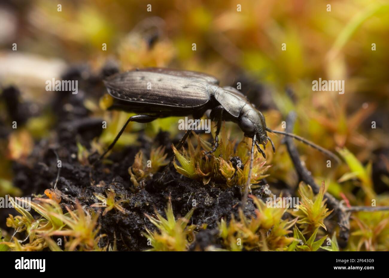 Bodenkäfer, Sericoda quadripunctata auf Moos, profitiert dieser Käfer von Waldbränden Stockfoto