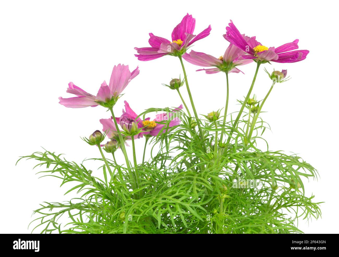 Mexikanischer Aster, Kosmos, bipinnatus isoliert auf weißem Hintergrund Stockfoto