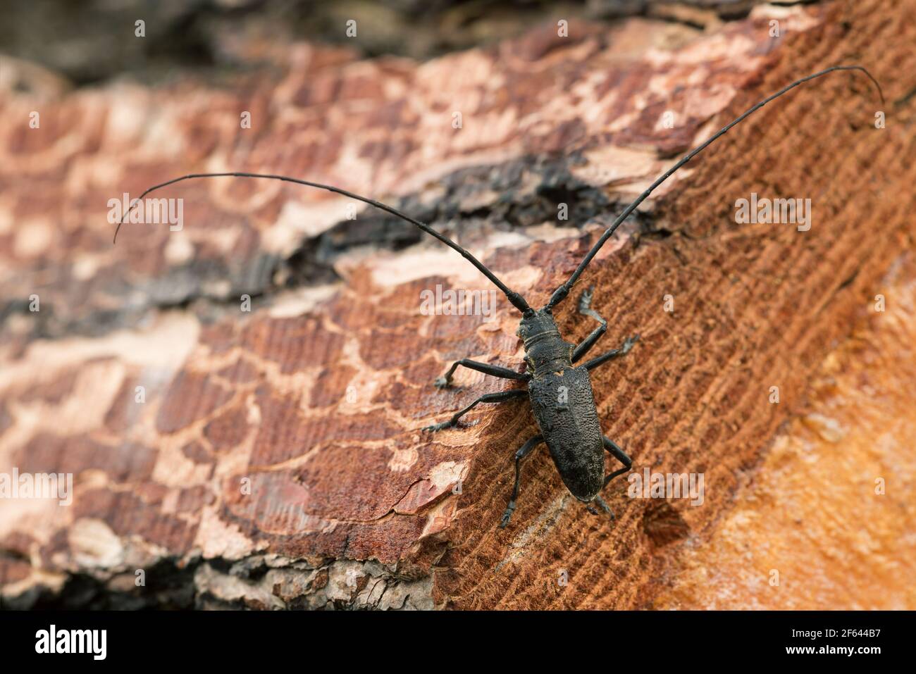 kiefernsäger, Monochamus sutor auf Kiefernholz Stockfoto
