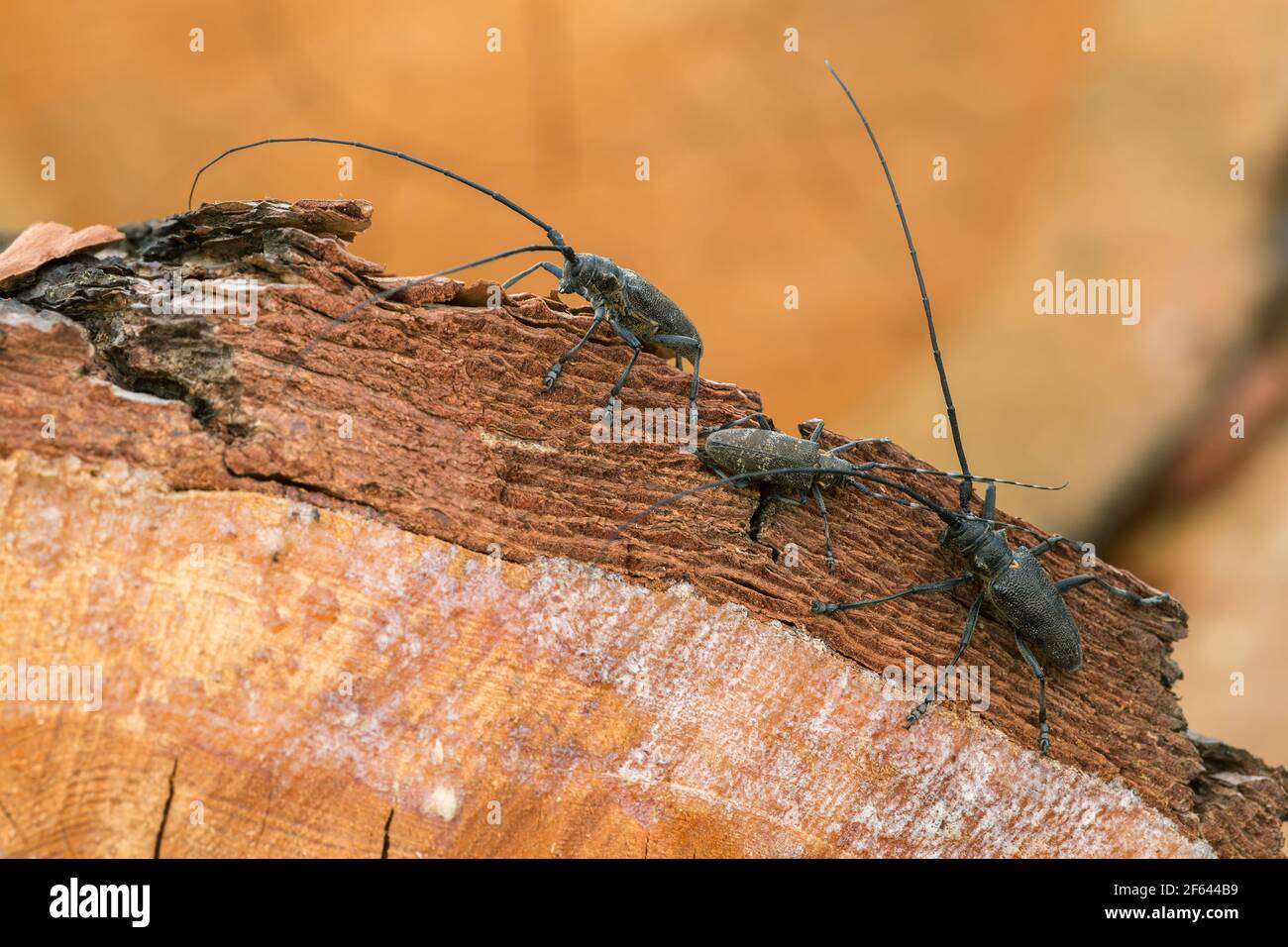 Kiefer Sägegeräte, Monochamus sutor auf Kiefernholz Stockfoto