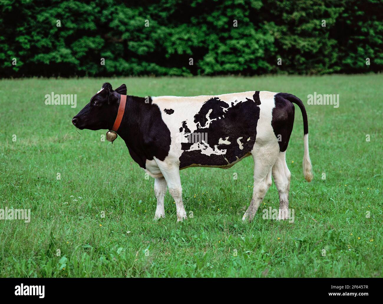 Holstein-friesische Milchkuh mit Foto illustrierter Europakarte auf Seite Stockfoto