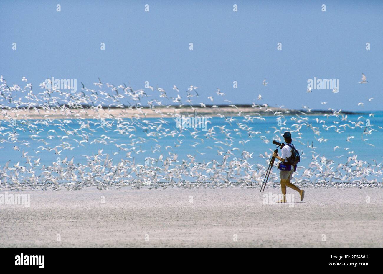 Fotograf beobachtet die Herde von Sooty Turns auf den Lacepede Islands, Kimberley, AUSTRALIEN Stockfoto