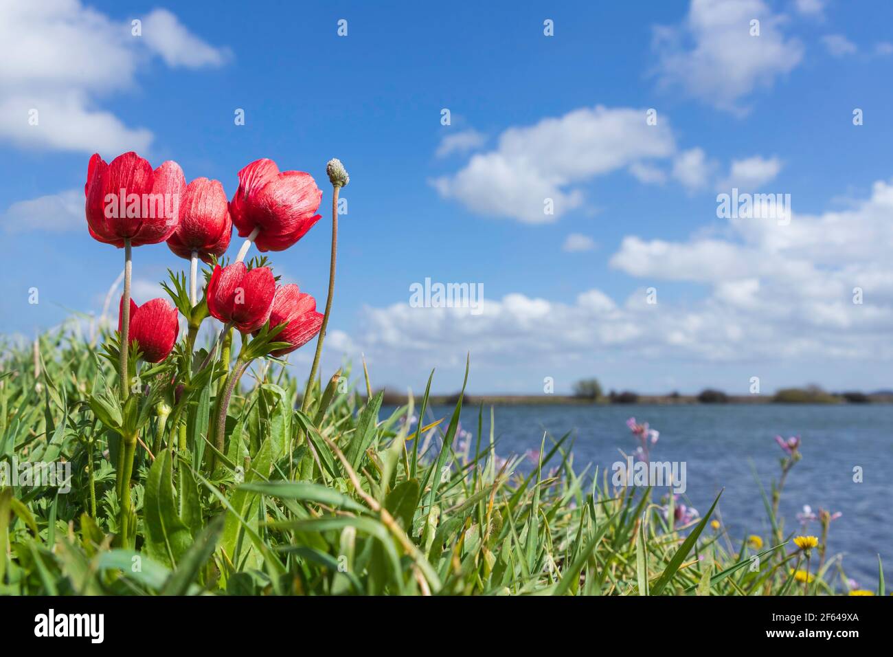 Blühende rote Anemonen schließen vor dem Hintergrund der Himmel und See Stockfoto