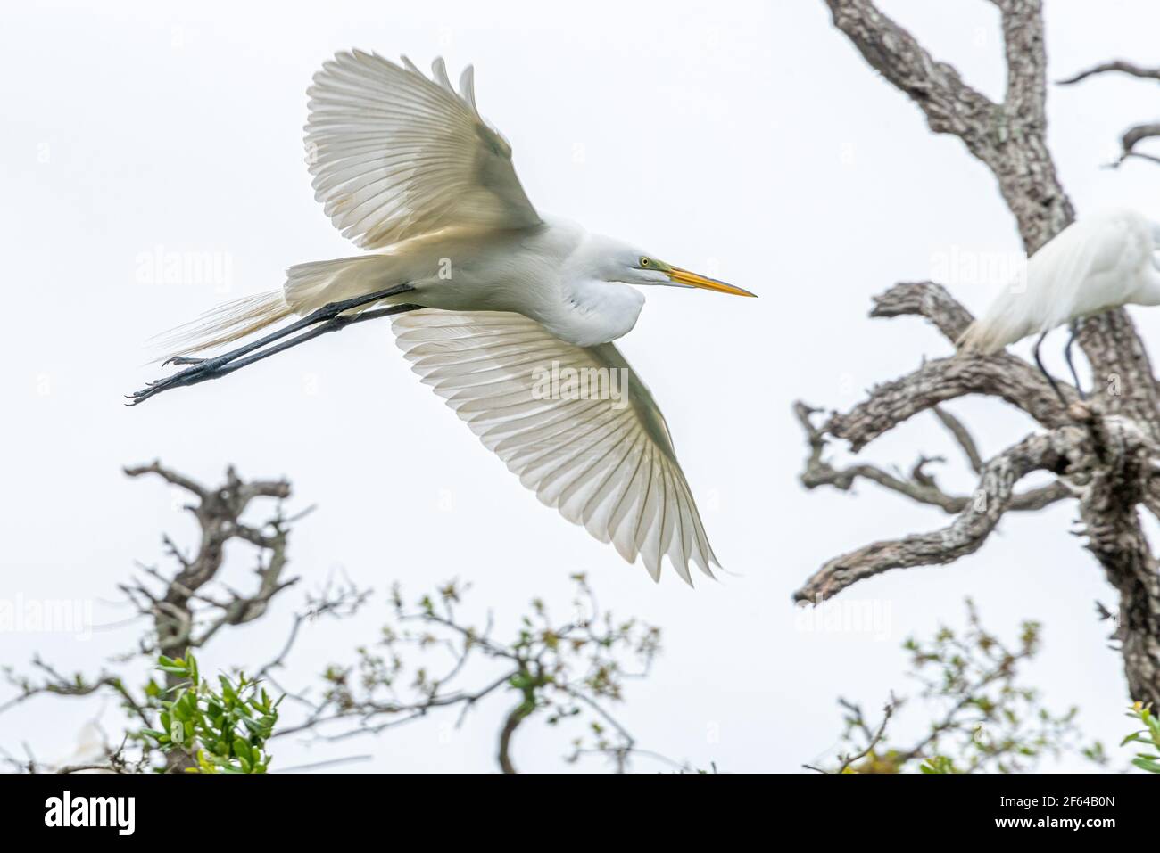 Elegante Reiher (Ardea alba) im Flug nähert sich einem watenden Vogel Rookery auf Anastasia Island in St. Augustine, Florida. (USA) Stockfoto