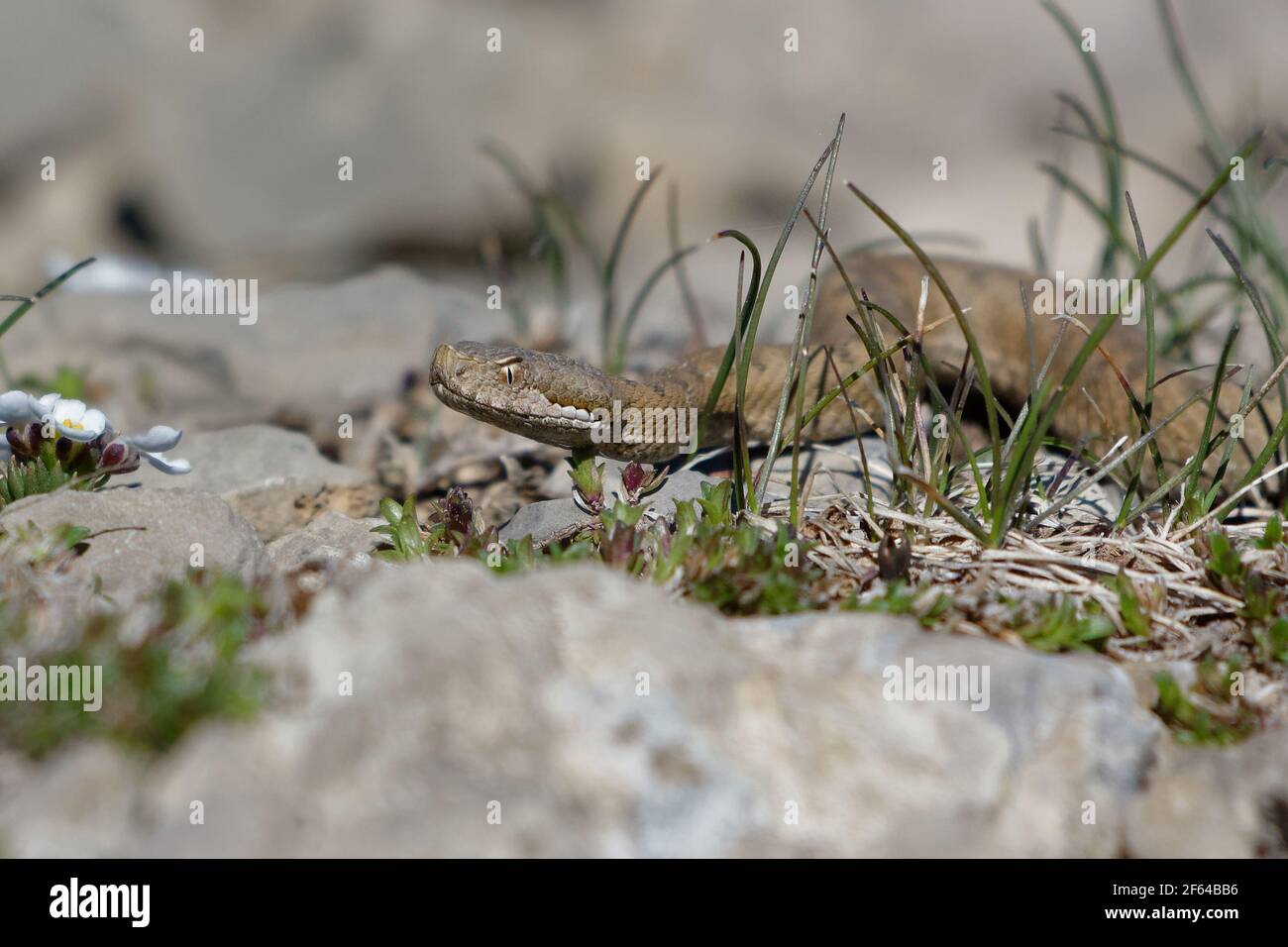 Aspic Viper (vipera aspis) - Serra del Cadi, Spanien Stockfoto