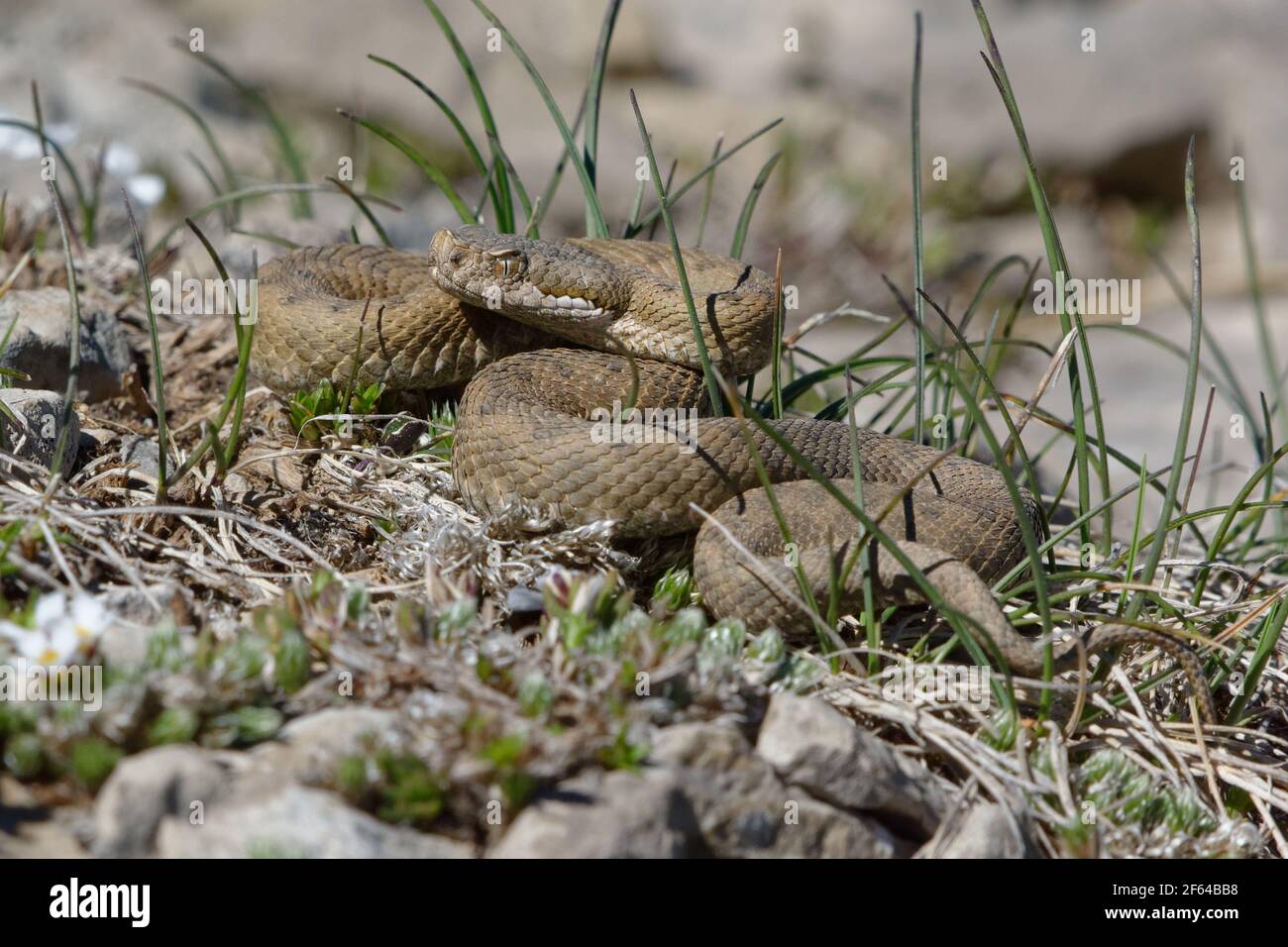 Aspic Viper (vipera aspis) - Serra del Cadi, Spanien Stockfoto
