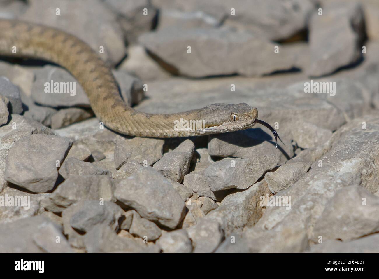 Aspic Viper (vipera aspis) - Serra del Cadi, Spanien Stockfoto