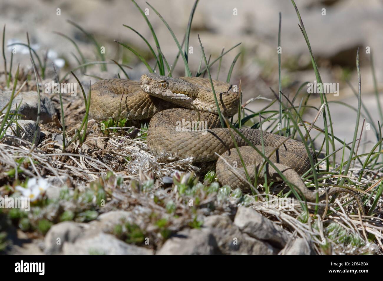 Aspic Viper (vipera aspis) - Serra del Cadi, Spanien Stockfoto