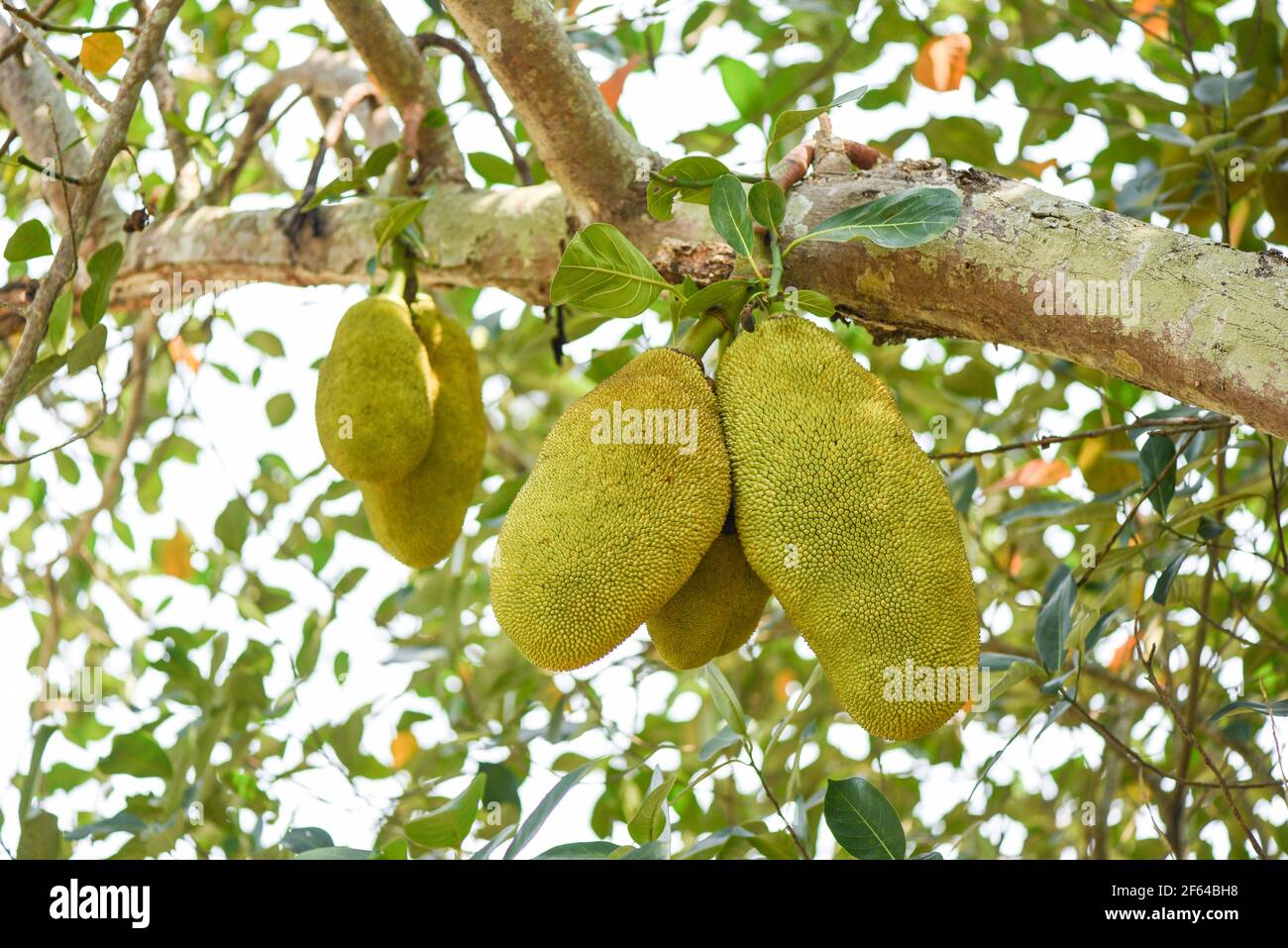 Jackfrucht auf Jackfrucht-Bäumen hängen an einem Ast hinein Der tropische Obstgarten im Sommer Stockfoto