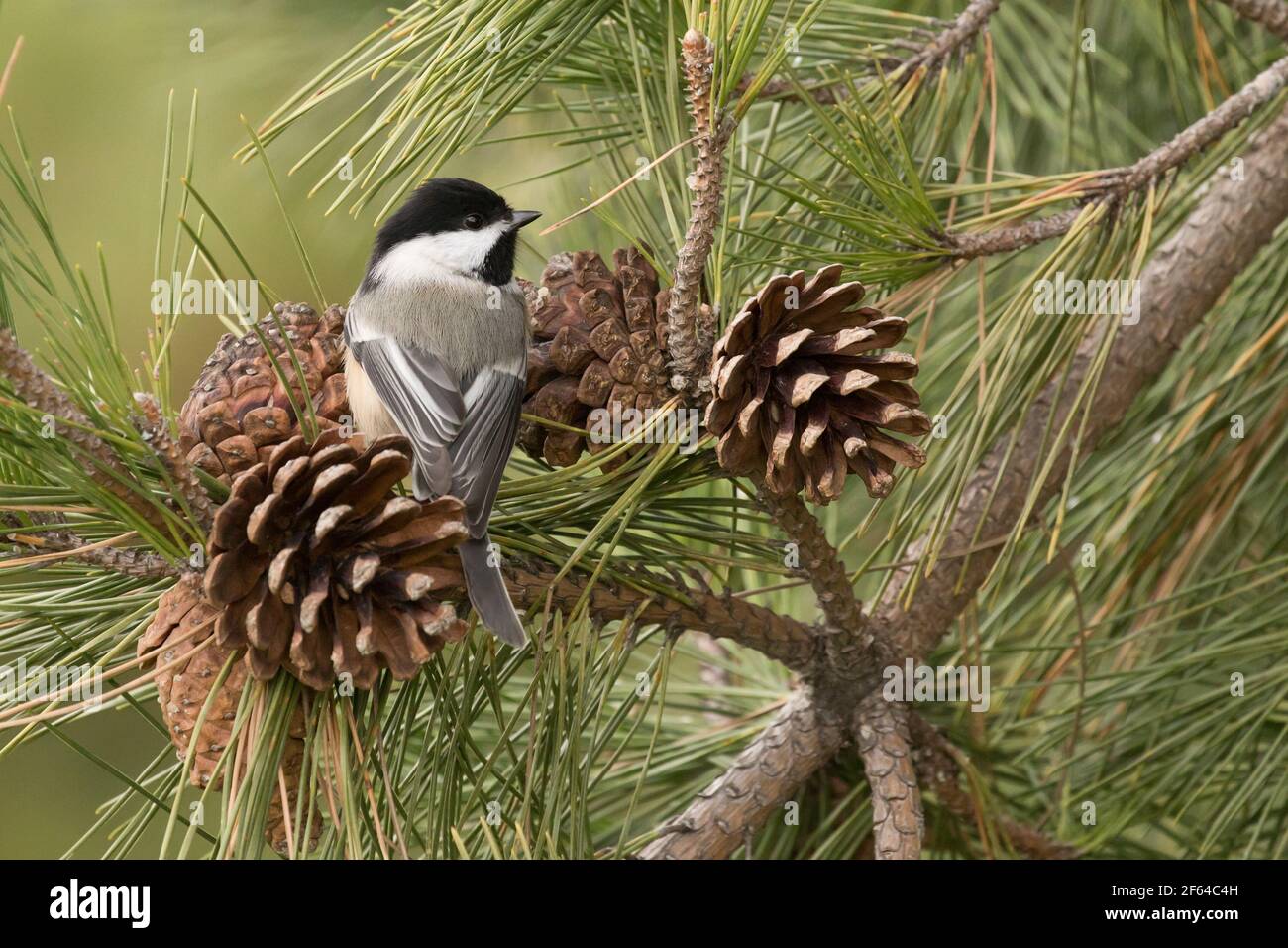 Black-capped Chickadee (Poecile atricapillus) thront in einem Kiefernbaum mit Pinienzapfen, Long Island, New York Stockfoto