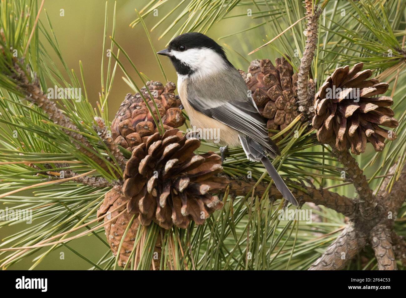 Black-capped Chickadee (Poecile atricapillus) thront in einem Kiefernbaum mit Pinienzapfen, Long Island, New York Stockfoto