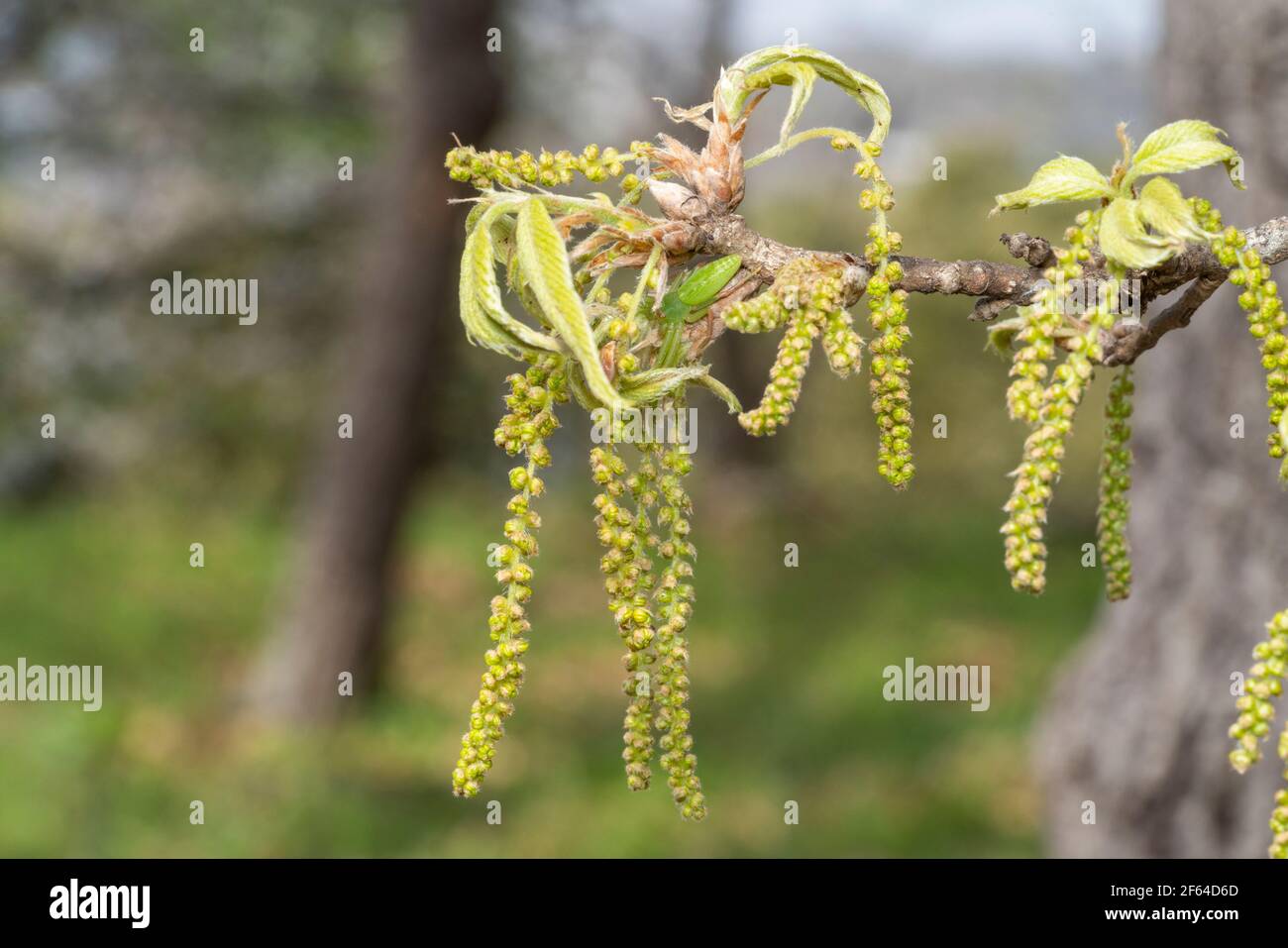 Weibchen der grünen Jägerspinne (Micrommata virescens) am Frühfrühlingszweig von Quercus acutissima (27th. März 2021), Isehara City, Kanagawa, Japan Stockfoto