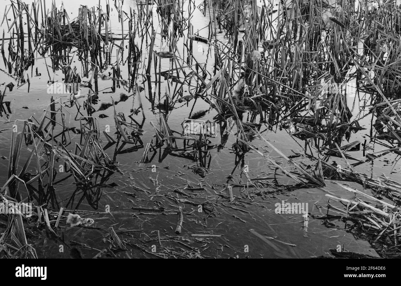 Echte trockene Grashalme im Wasser am Frühlingsabend schwarz Und weiß Stockfoto