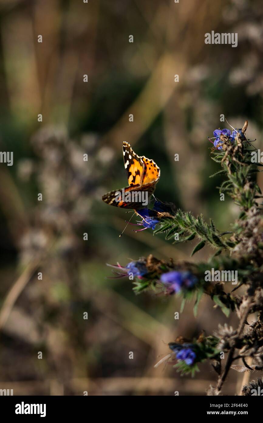 Monarch Schmetterling auf Busch mit blauen Blumen Stockfoto