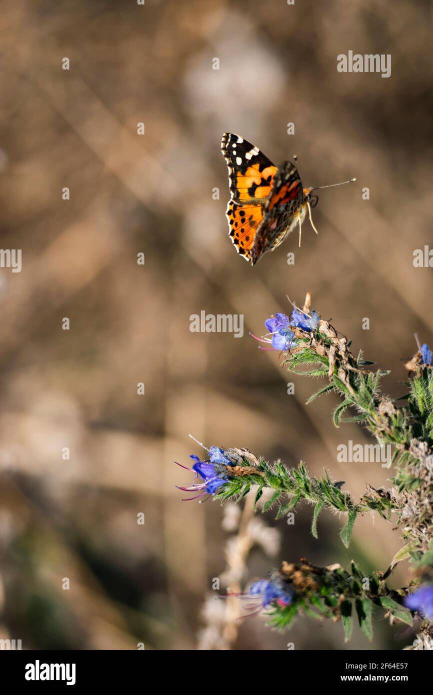 Gold Monarch Schmetterling fliegen in der Nähe von kleinen blauen Blumen Stockfoto