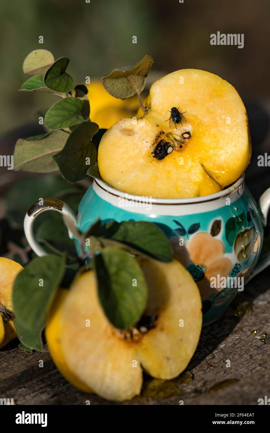 Natürliche Bio-Quitte direkt aus dem Garten in der Vase mit A verzweigt Stockfoto