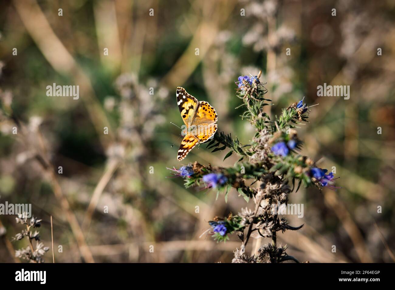 Schöner Schmetterling sitzt auf blauen Blütensprossen im Frühherbst dunst Stockfoto
