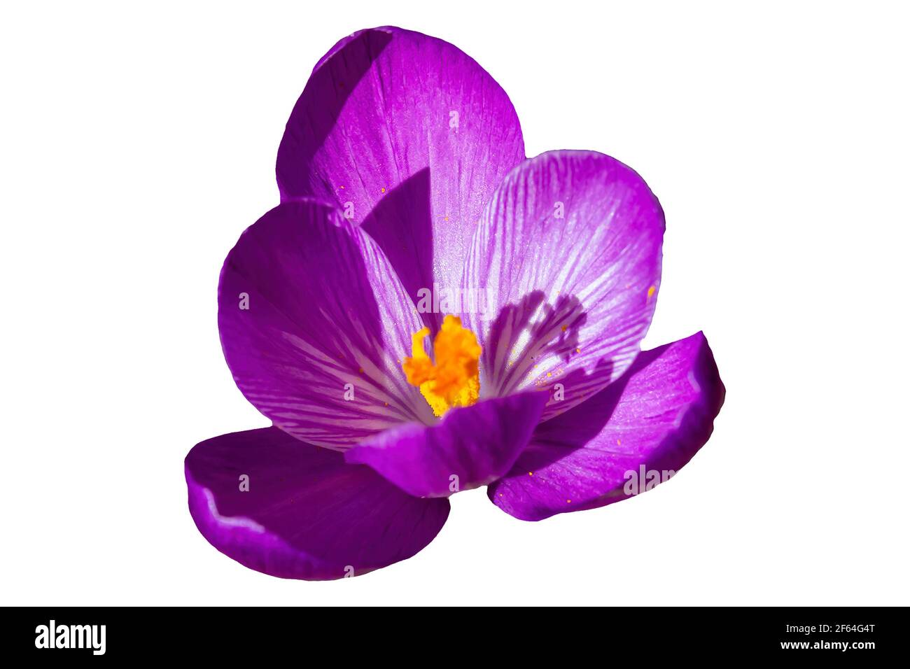 Isolierte violette dalmatinische Krokus mit gelben Anthern blühen mit Weiß Hintergrund Stockfoto