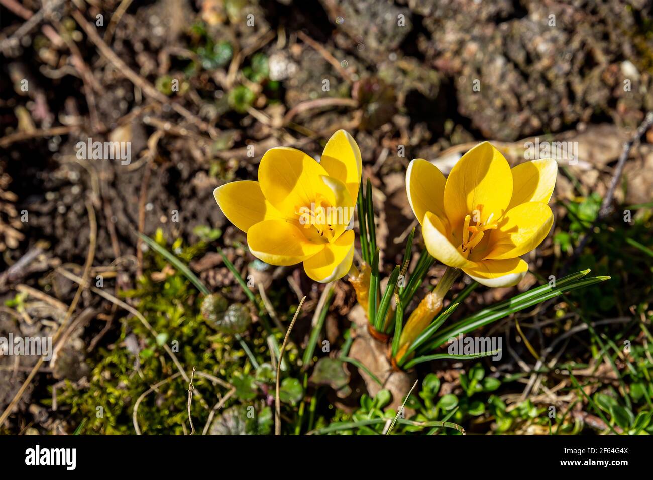 der goldene Krokus chrysanthus auf der Erde blüht im Frühling Stockfoto