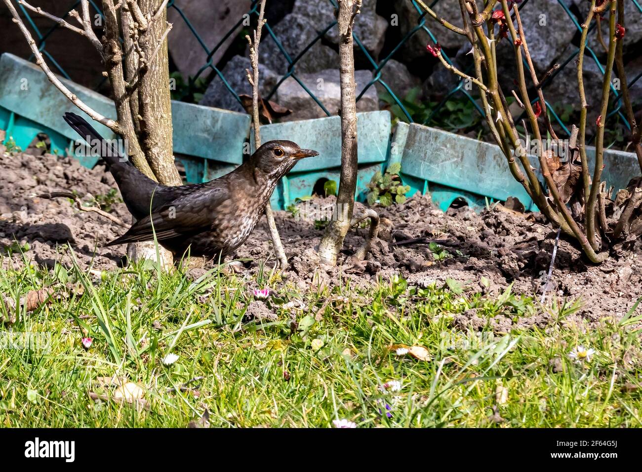 Eine Amsel sitzt auf der Wiese, vor ihrem grünen Gras und hinter ihr ein Gartenzaun. Sie schaut nach vorne Stockfoto