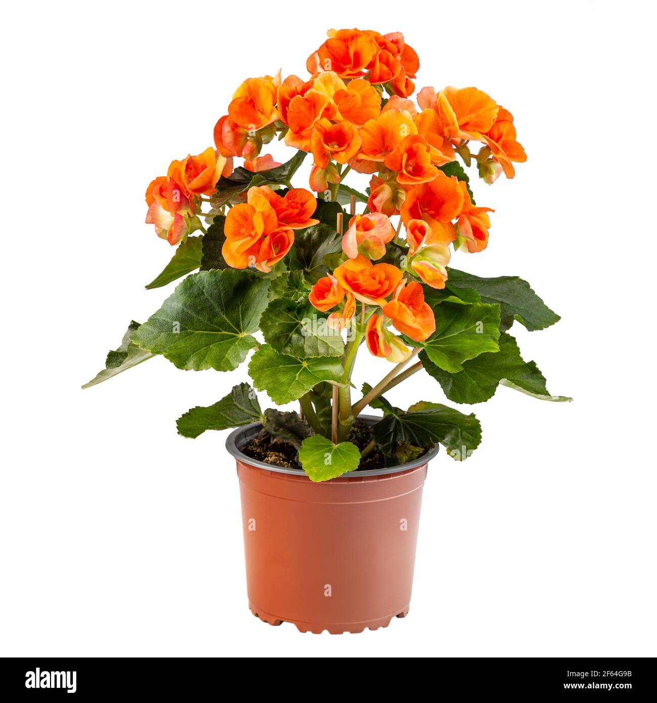 Orange Begonia Blume in einem braunen Topf, Elatior Begonia auf weißem Hintergrund Stockfoto