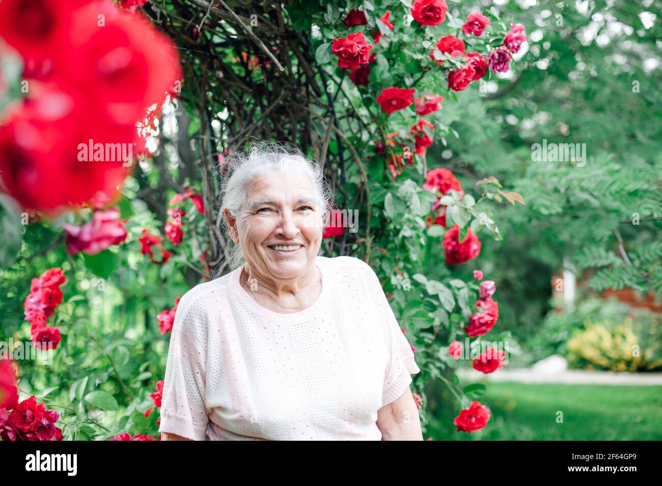 Nahaufnahme Porträt einer grauhaarigen älteren Frau mit einem breiten Lächeln und Furniere im Garten in der Nähe der Rosensträucher Stockfoto