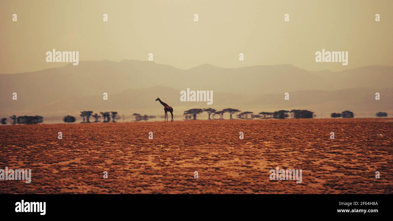 serengeti-Giraffe Stockfoto