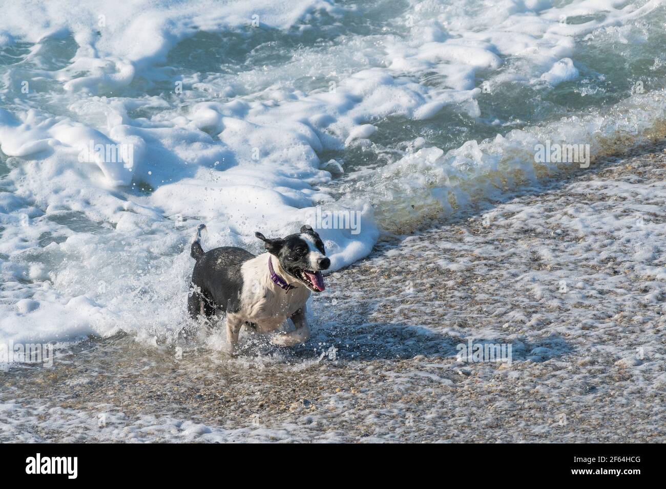 Ein kleiner schwarz-weißer Hund, der aus dem Meer läuft. Stockfoto