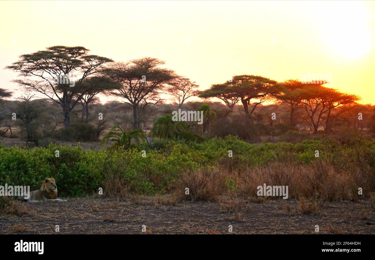 Löwe bei Sonnenuntergang Stockfoto