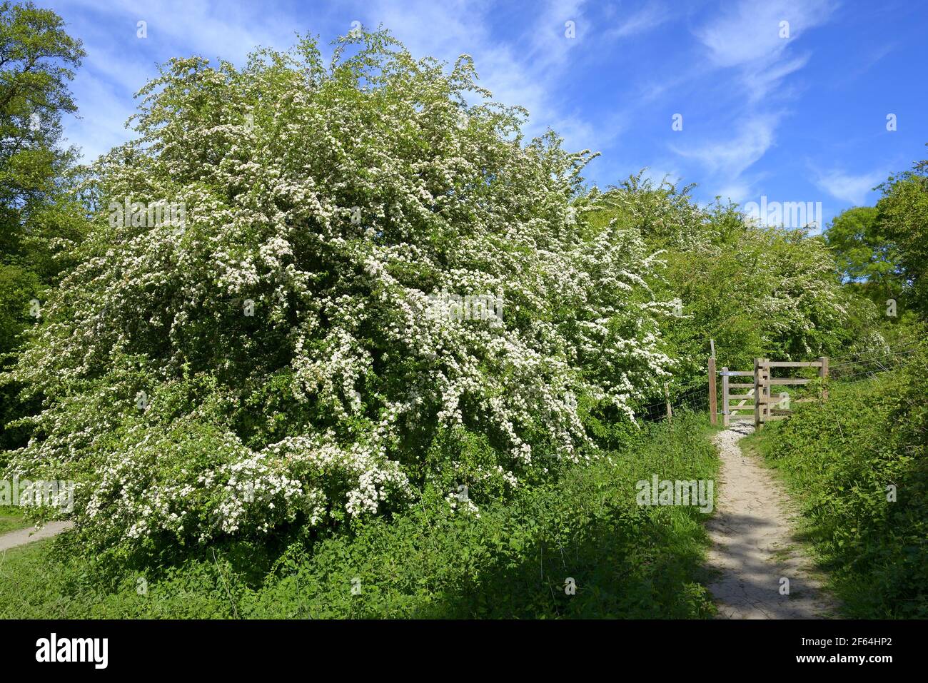 Loose Village, Kent, Großbritannien. Frühling in der Kent Landschaft - Fußweg und Weißdornbaum Stockfoto