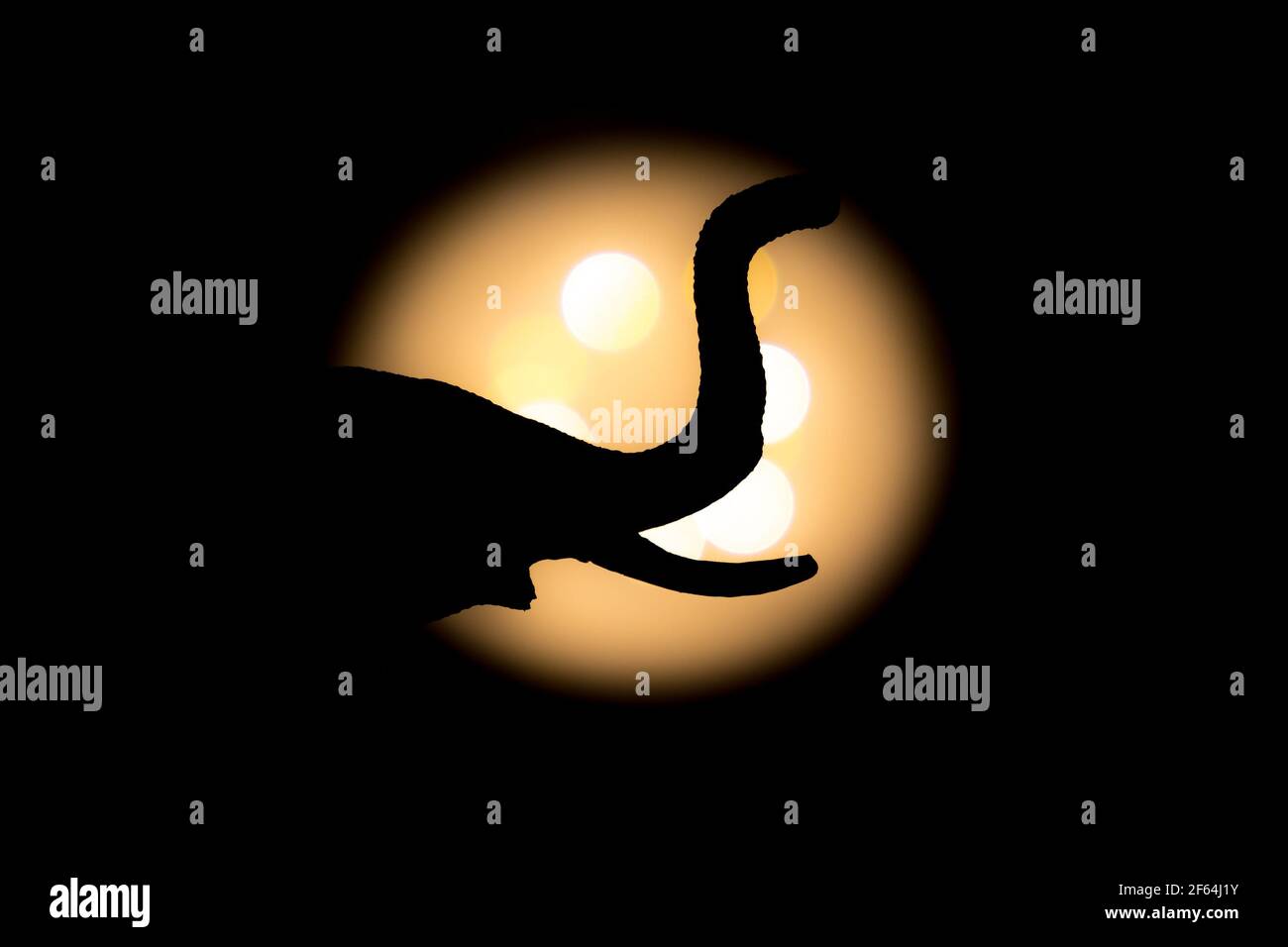 Elefantenkopf Seitenansicht gezoomt mit hellem Licht aufgenommen Hintergrund und mit kurzer Verschlusszeit mit klarem Schatten Stockfoto