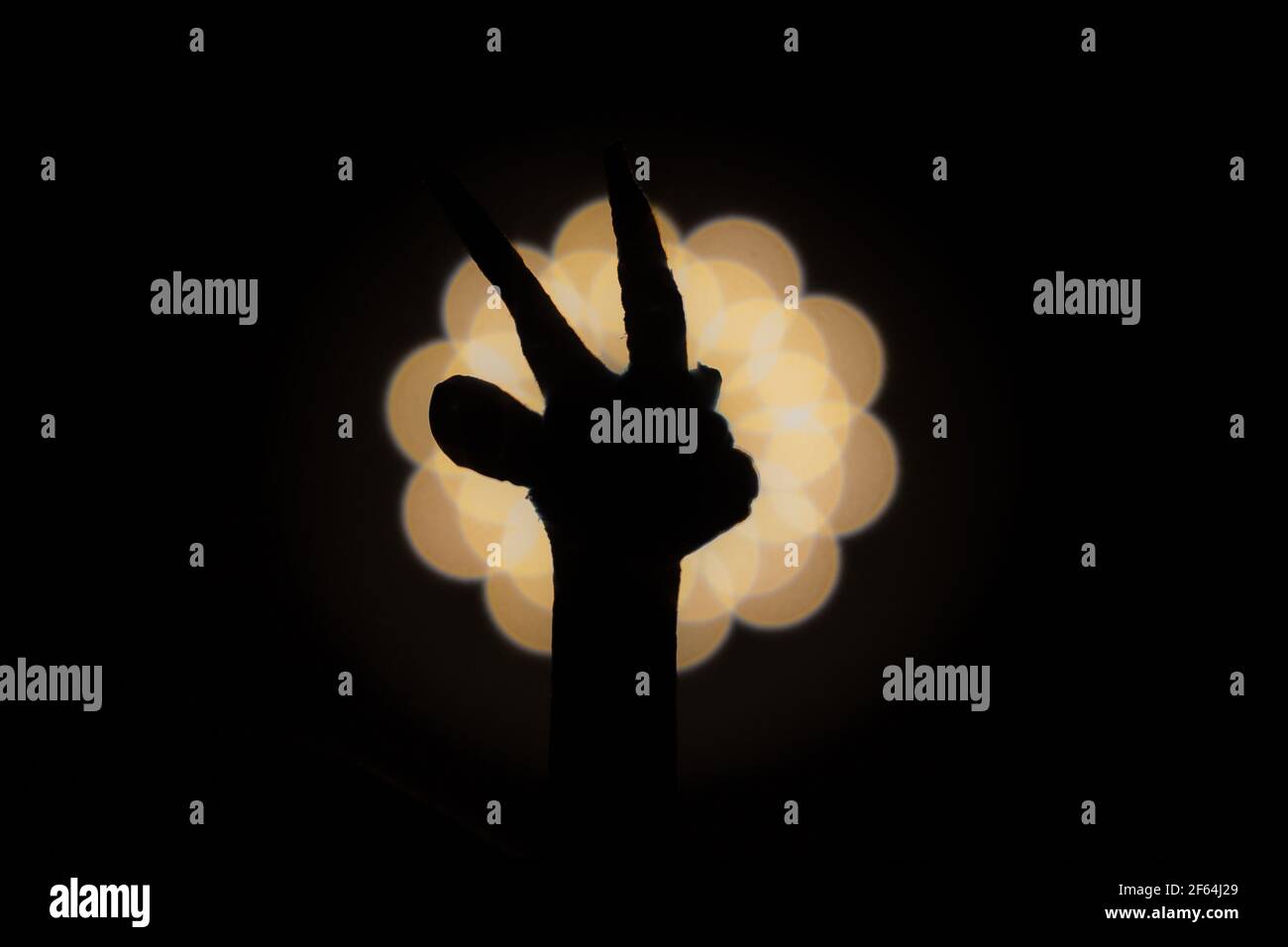 gazelle Kopf fotografiert mit hellem Licht im Hintergrund und mit Kurze Verschlusszeit mit klarem Schatten Stockfoto