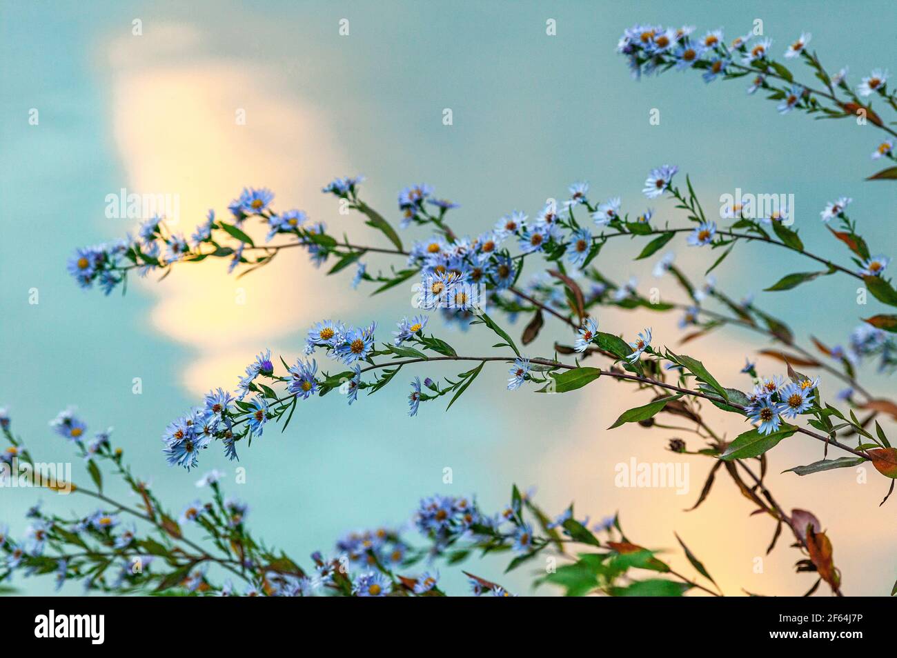 Blüte von Aster lanceolat, symphyotrichum lanceolatum (willd.) G.l., nesom, hellblau mit verschwommenem Hintergrund. Abruzzen, Italien, Europa Stockfoto