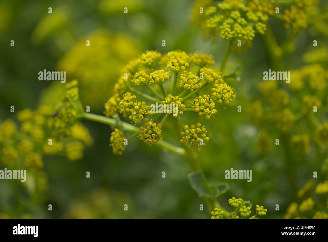 Flora von Gran Canaria - blühender Astydamia latifolia, Fenchel aus dem Kanarischen Meer, auf den Kanarischen Inseln beheimatet, natürlicher makrofloraler Hintergrund Stockfoto