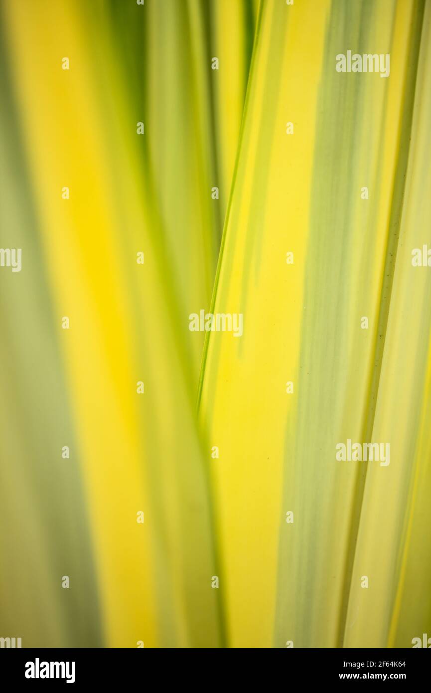 Natürlicher Makro-floraler Hintergrund mit bunten Agavenblättern Stockfoto