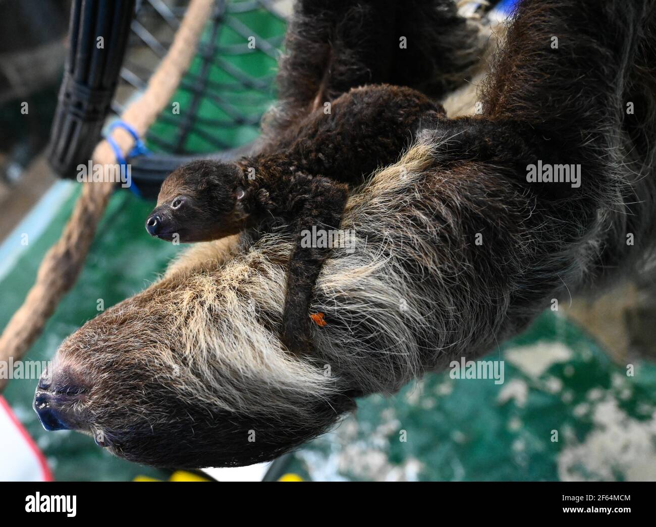 Sloth Not Choloepus Not Bradypus Stockfotos Und Bilder Kaufen Seite 2 Alamy