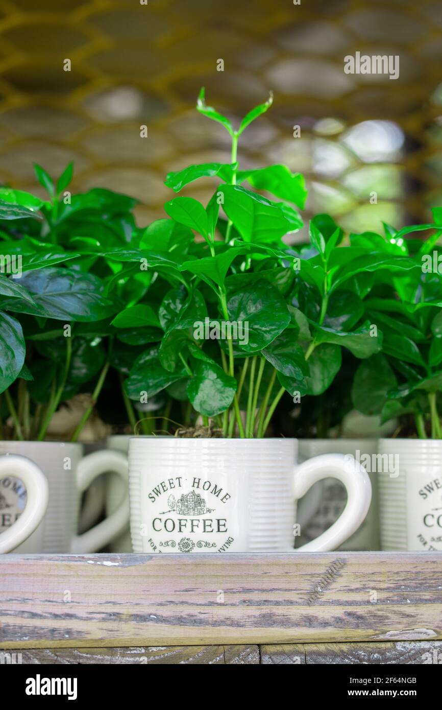 Junge Sprossen aus frischer Kaffeepflanze in einer weißen Tasse Nahaufnahme. Frische natürliche Sprossen Kaffee Baum Indoor Pflanze vertikale Fotografie Stockfoto