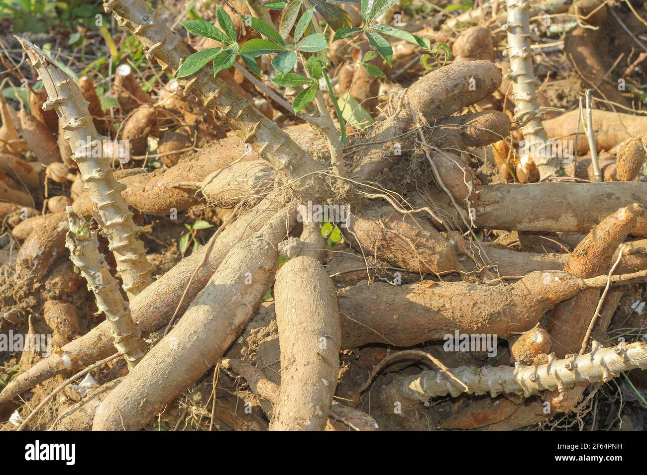 Große Maniok oder Tapioka Pflanze, Gattung Manihot,Cassava im Garten ( in laos ) asien Stockfoto