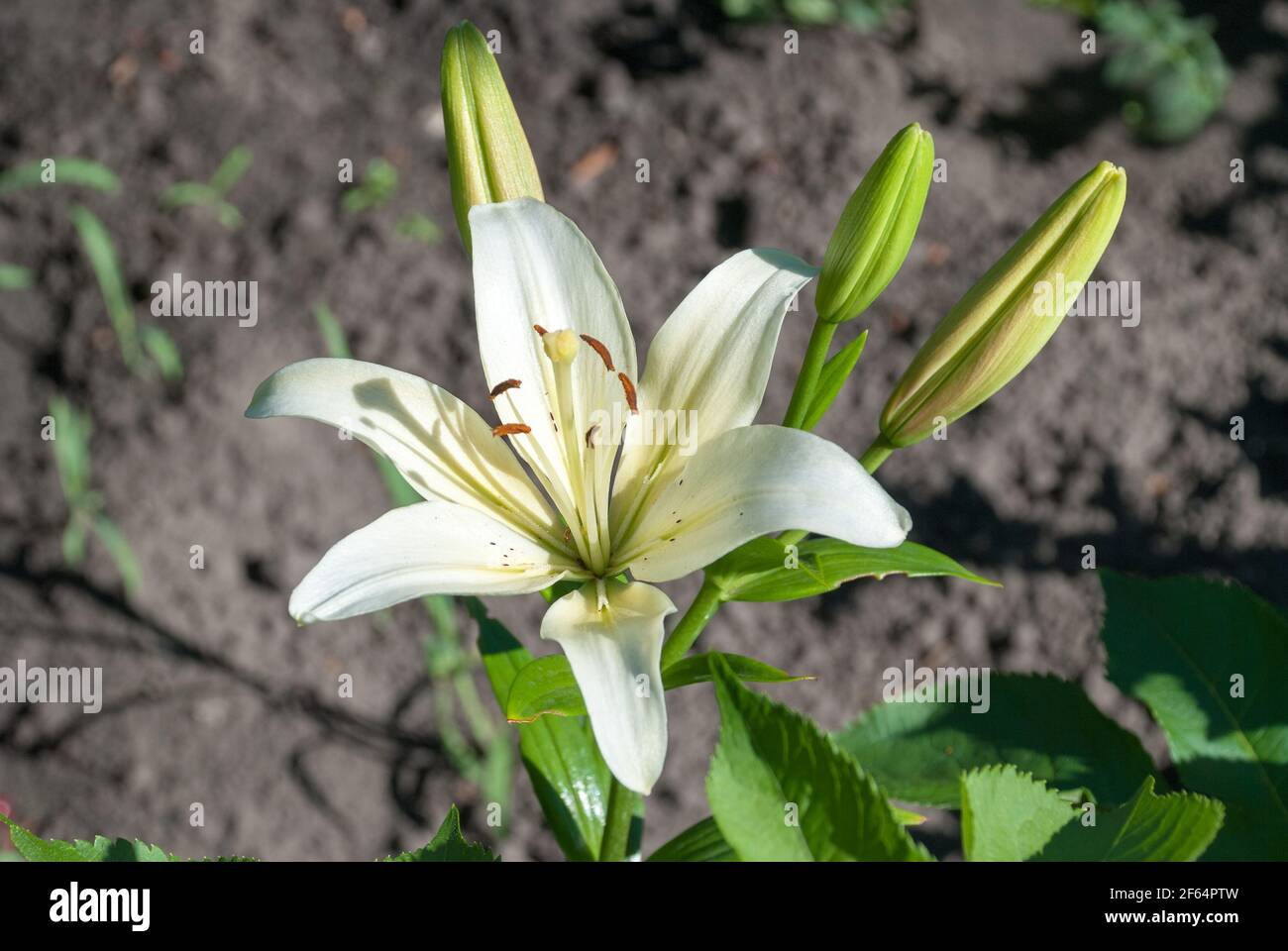 Blühende weiße Lilie in einem Sommergarten. Stockfoto