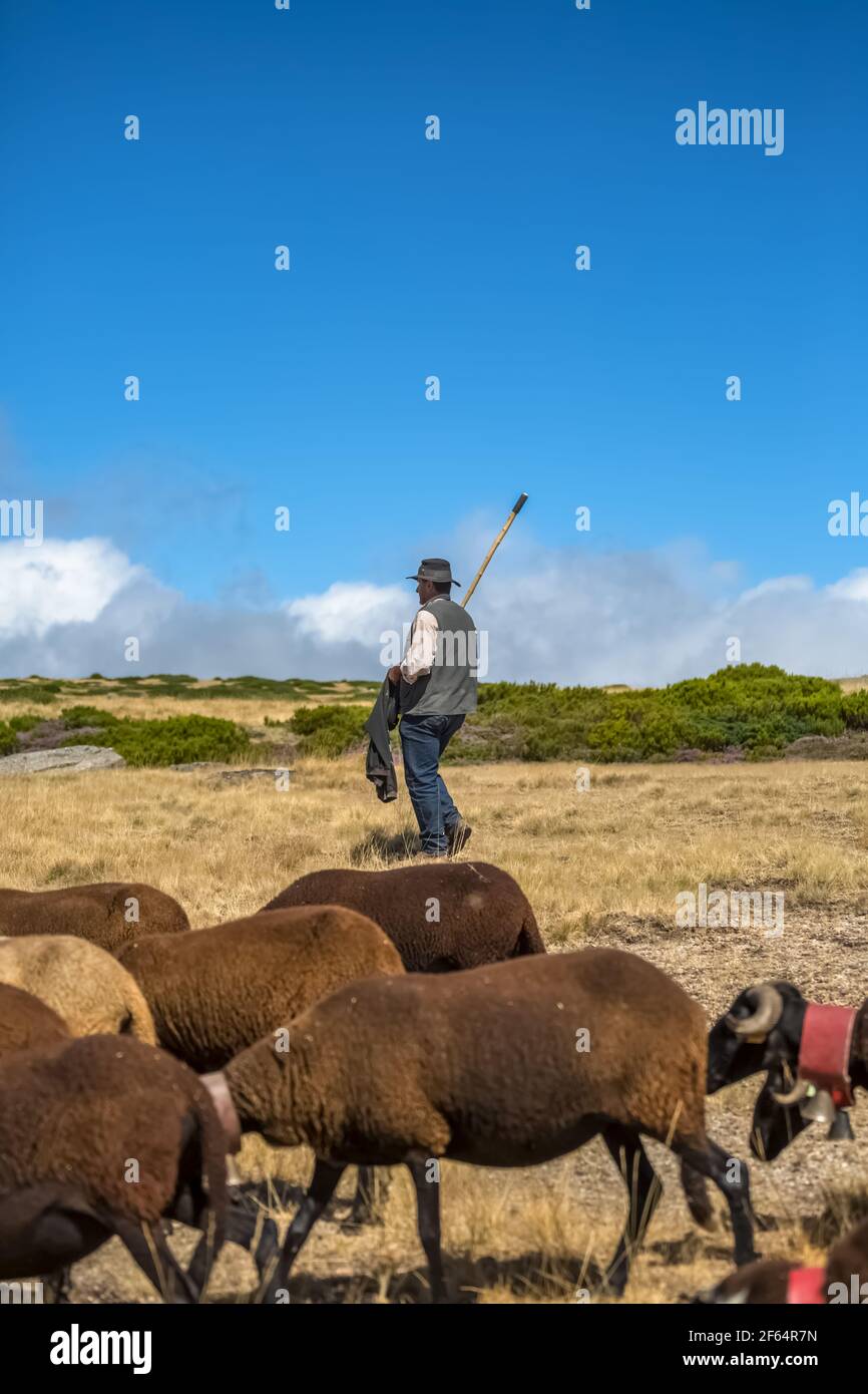 Seia / Serra da Estrela / Portugal - 08 15 2020: Blick auf einen Hirtenmann, der eine Gruppe von Berghüten weidet, die auf dem Feld auf der Serra da Estre grasen Stockfoto