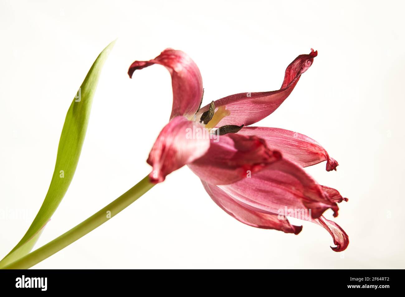 Verwelkte rote Tulpe mit Staubblättern und Blütenblättern auf weißem Hintergrund Stockfoto